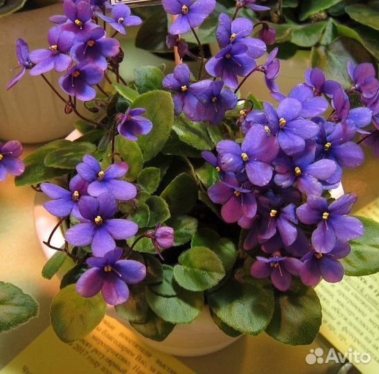 Mini сенполии (мини фиалки), трейлеры, химеры