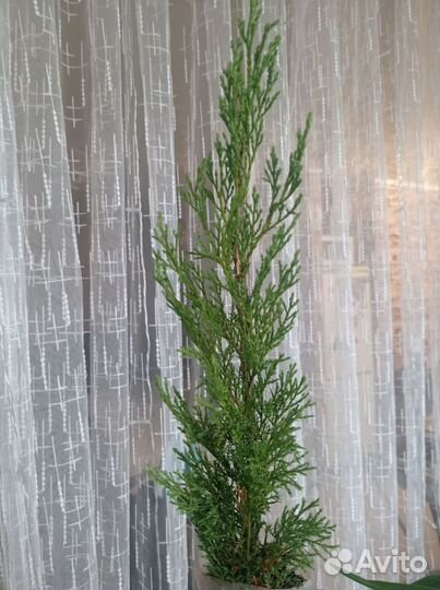 Можжевельник