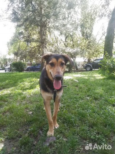 Очень любит играть с детьми