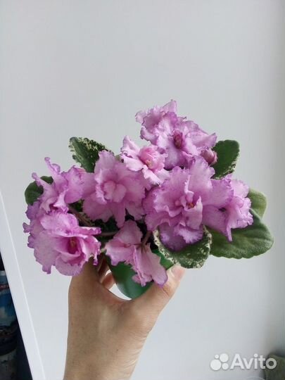 Фиалка сортовая