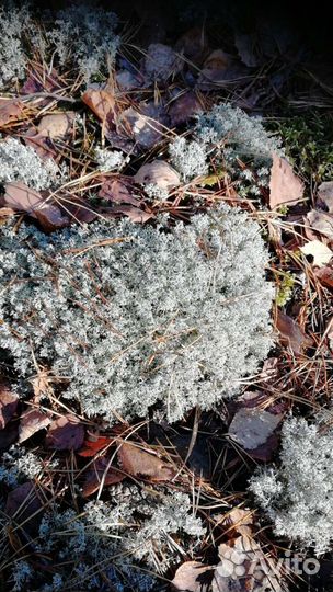 Кормовой ягель