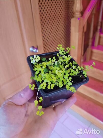 Солейролия