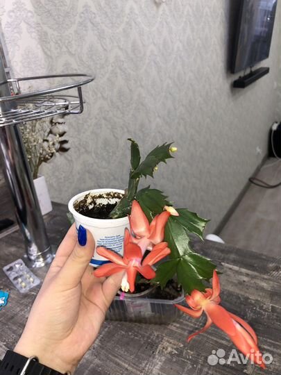 Цветок декабрист оранжевый