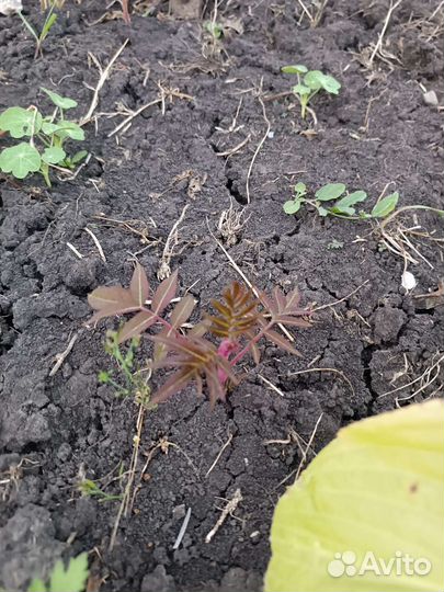 Сумах оленерогий