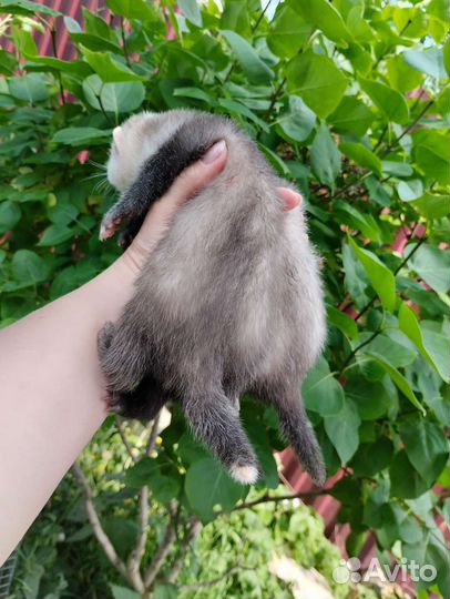 Хорек. Доставка. Ветпаспорт