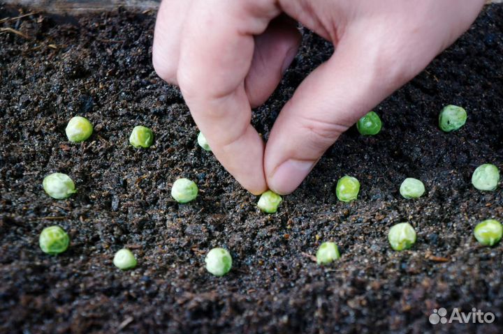 Семена гороха 25 сортов Бесплатная доставка