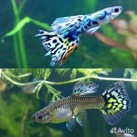 Аквариумные рыбки гуппи и пецилии. Креветки