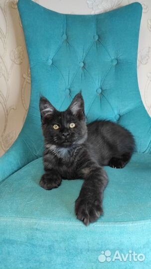 Кошечка мейн-кун