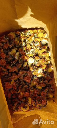 Сушённые одуванчики, крапива, мята