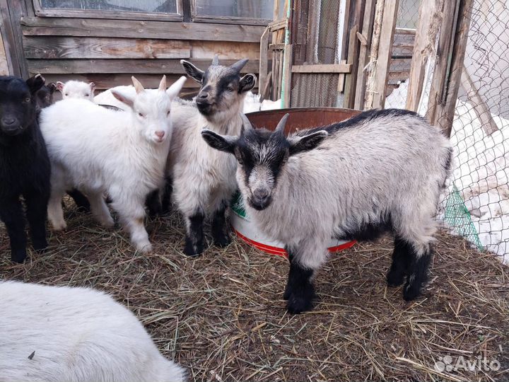 Козлята помесь чешской и зааненской породы