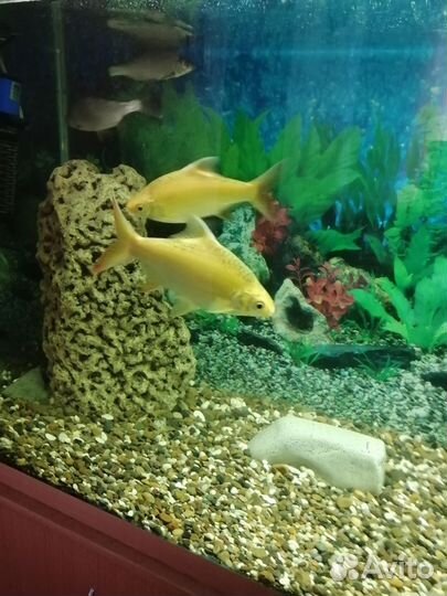 Лещевидный барбус