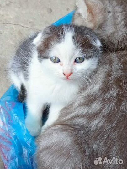 Британские- шотландские котята