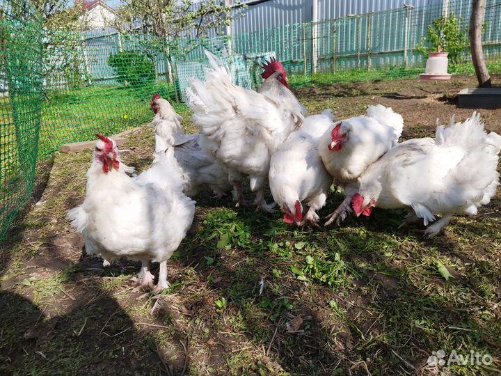 Куры Мехеленская кукушка и петушок Леггорн