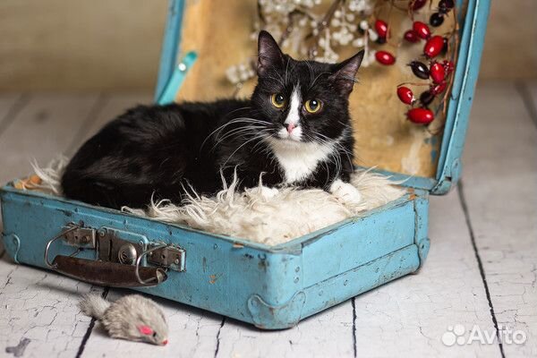 Кошечка Лемурка