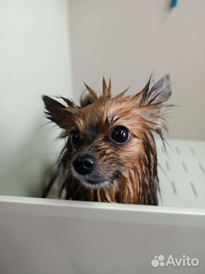 Груминг шпицы