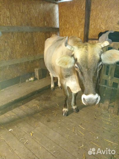 Корова дойная