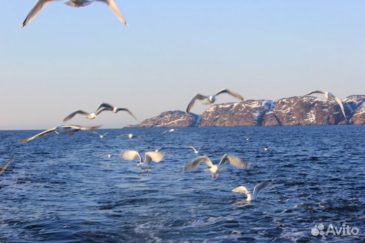 Электрокатушка для морской рыбалки - Аренда