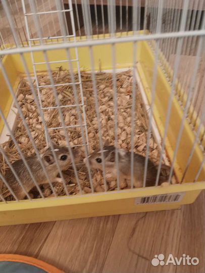 Песчанки с клеткой