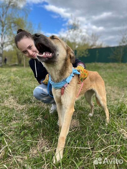 Вега из приюта