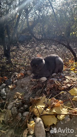 Отдам в добрые руки кота
