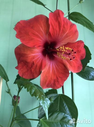 Гибискус красный