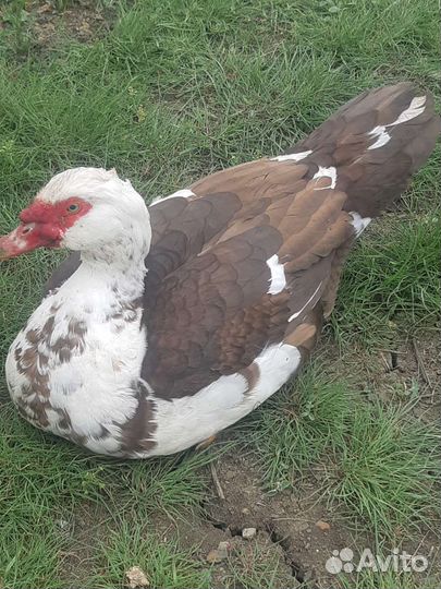 Утки селезень