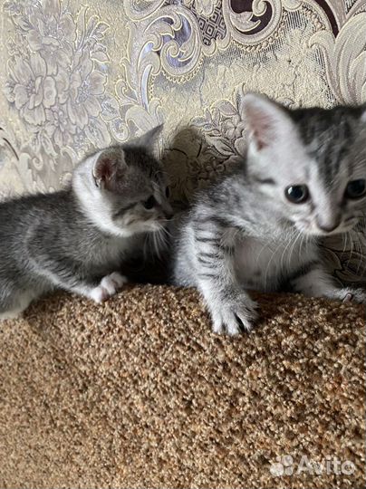 Кошка шотландская прямоухая