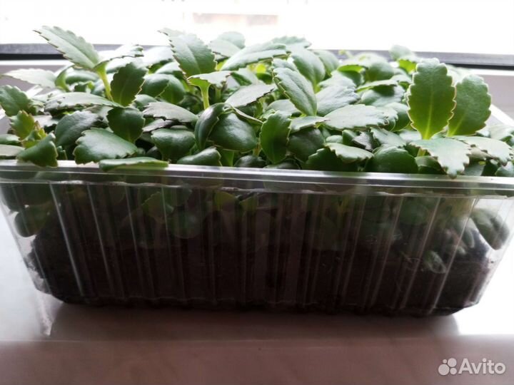 Каланхоэ лечебное