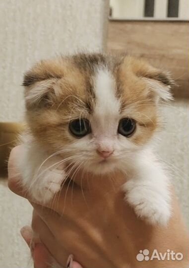 Шотландский вислоухий котёнок