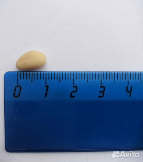 Кедровый орех высший сорт