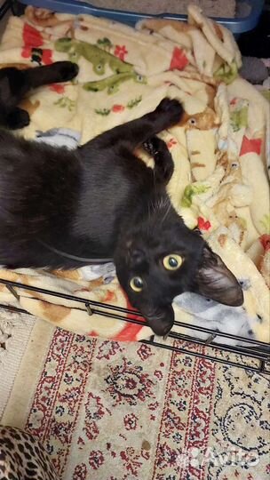 Кошечка в добрые руки