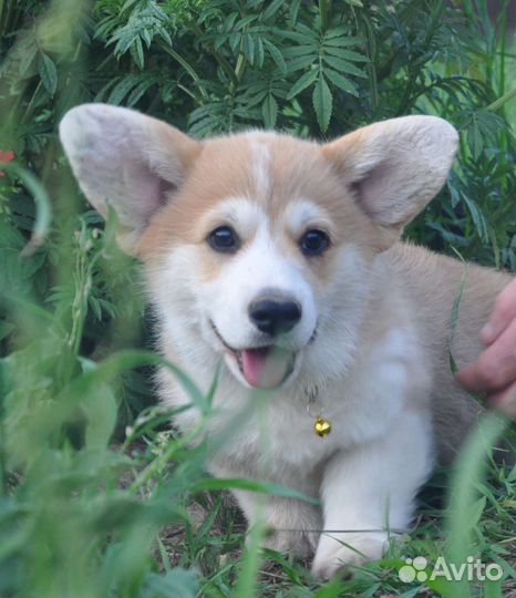 Щенки корги