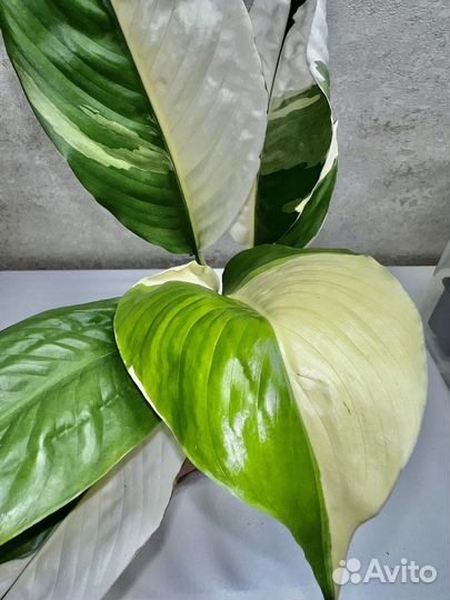Спатифиллумы сортовые