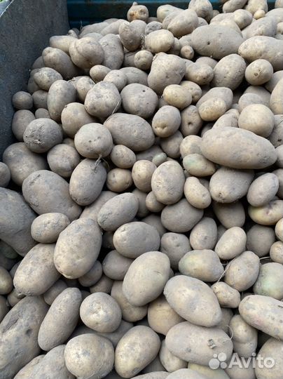 Картофель Удача со своего участка в г. Бежецк
