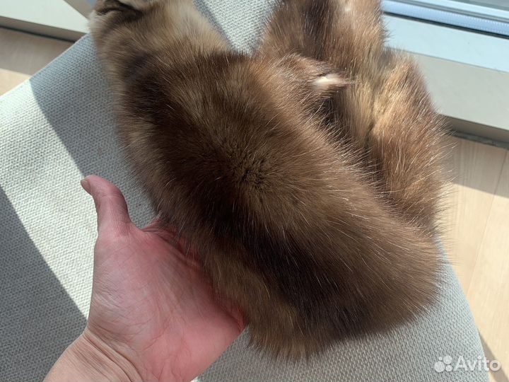 Соболь баргузин