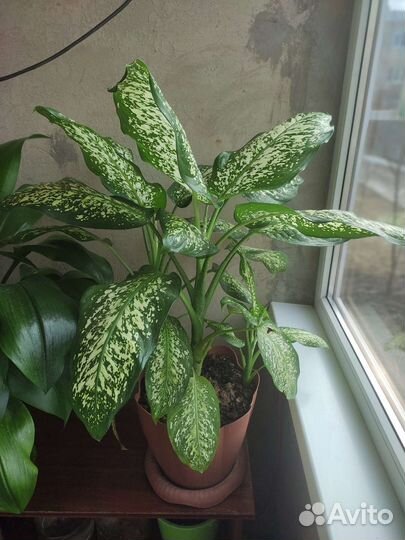 Продам цветок