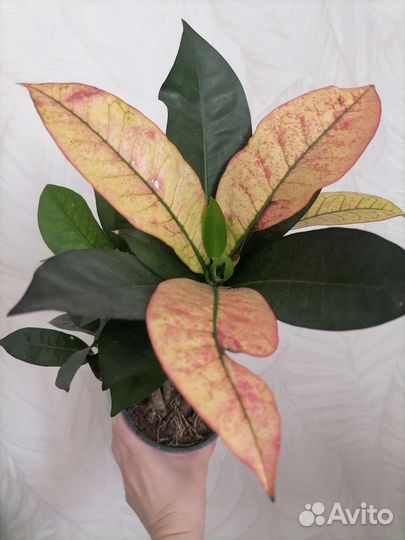 Кодиеум кротон Миссис Айстон