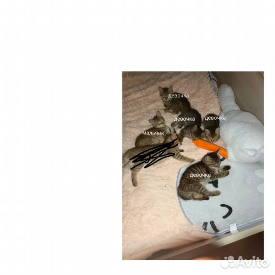 Котята в добрые руки