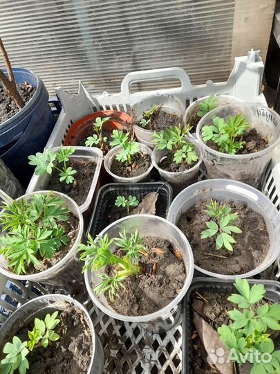 Дицентра разбитое сердце