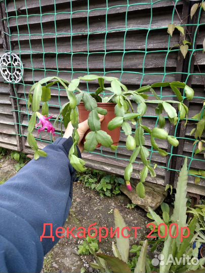 Комнатные цветы