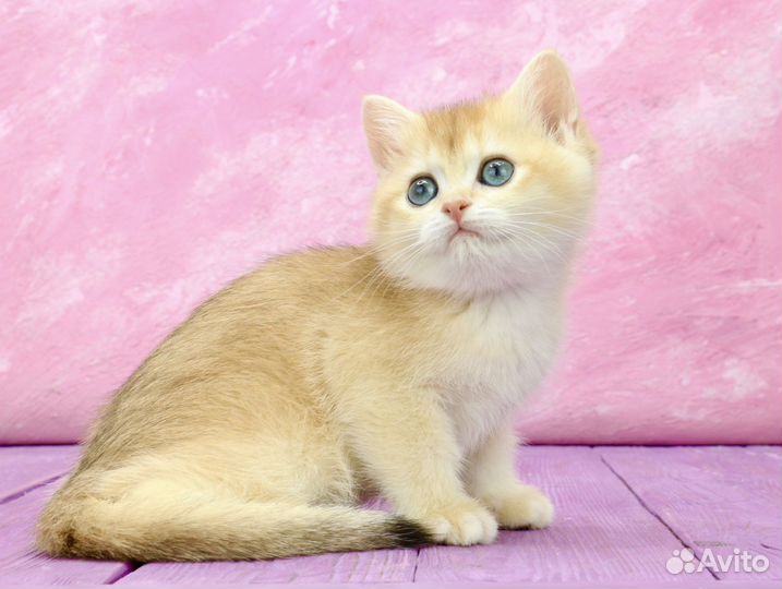 Британская золотая шиншилла кошка ny12 апельсин