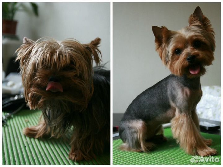 Стрижка собак и кошек с выездом на дом