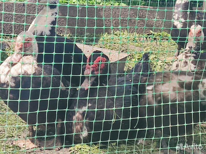 2 семьи индоуток