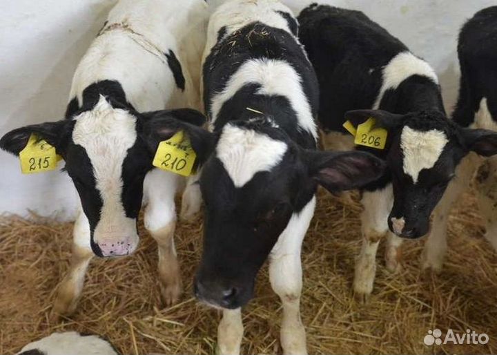 Телята бычки