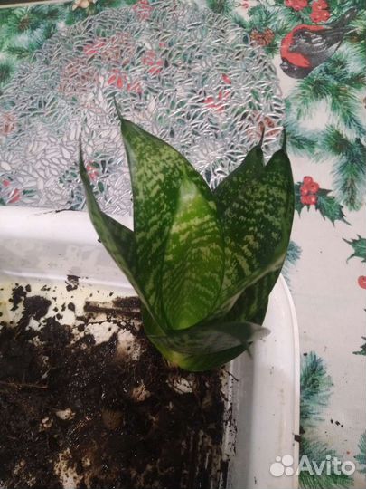 Сансевиерия