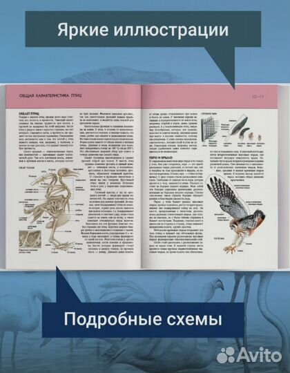 Энциклопедия для детей