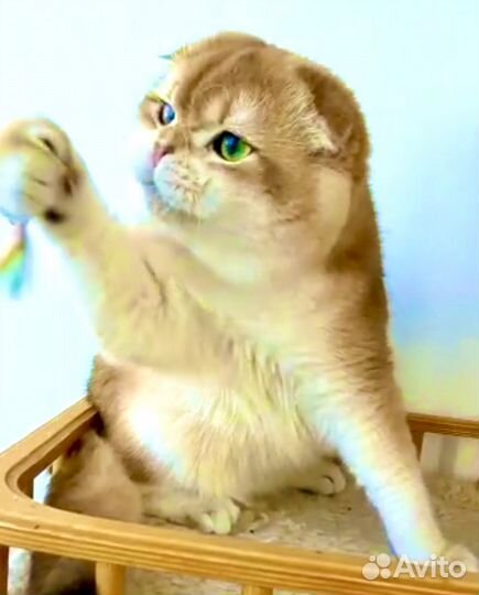 Шикарный брутальный кот ny12