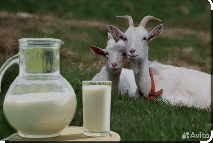 Козы молоко домашное