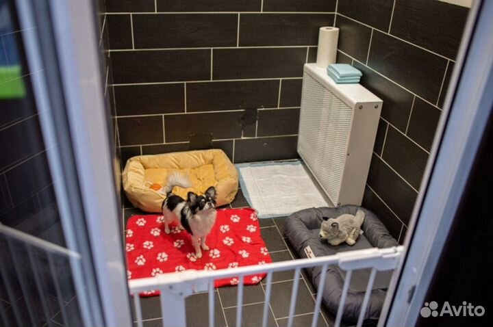 Передержка животных