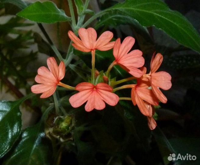 Кроссандра нильская